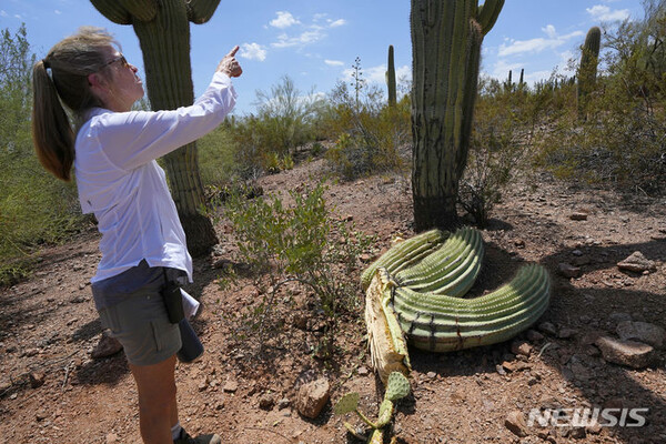 2일(현지시간) 미국 애리조나 피닉스에 있는 사막 식물원에서 직원 크리스틴 킨들이 폭염에 손상을 입은 사구아로 선인장을 살펴보고 있다. (출처: 뉴시스)