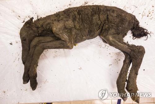 동토에서 튀어나온 4만년 전 유기물 새끼당나귀 [로이터 연합뉴스 자료사진]