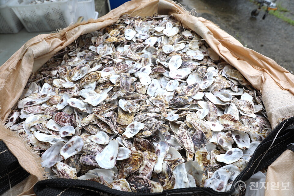 [천지일보=이우혁 기자] 세척 과정을 거친 굴 껍데기. ⓒ천지일보 2023.09.17.