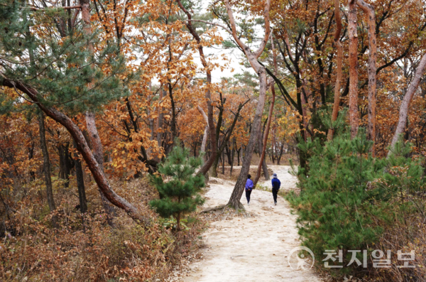 추석 연휴엔 조선왕릉 숲길 둘러볼까… 8개소 한시 개방