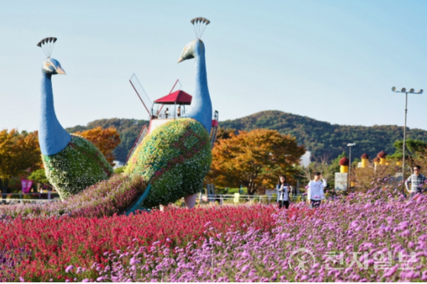 천혜의 자연경관을 갖춘 태안 코리아플라워파크에서 9월 15일부터 10월 31일까지 제6회 가을꽃박람회가 개최된다. (제공: 태안군) ⓒ천지일보 2023.09.28.