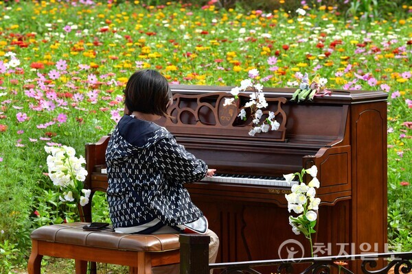 백일홍 꽃밭에서 피아노 연주 중인 꼬마 숙녀. (제공: 장성군) ⓒ천지일보 2023.10.10.