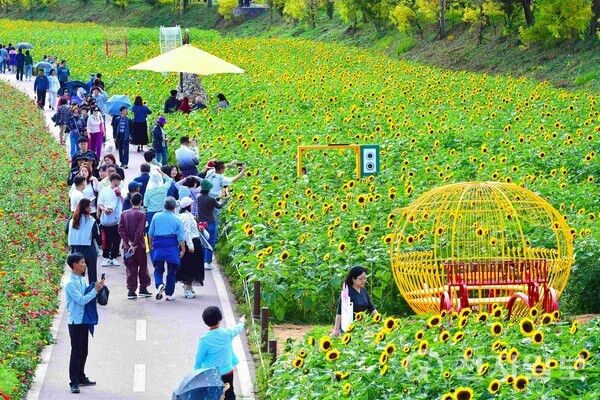 장성군이 황룡강 가을꽃축제 이후에도 22일까지 나들이객 맞이기간을 갖는다. 사진은 장성 황룡강 해바라기 정원을 산책하는 관람객들 모습. (제공: 장성군) ⓒ천지일보 2023.10.17.