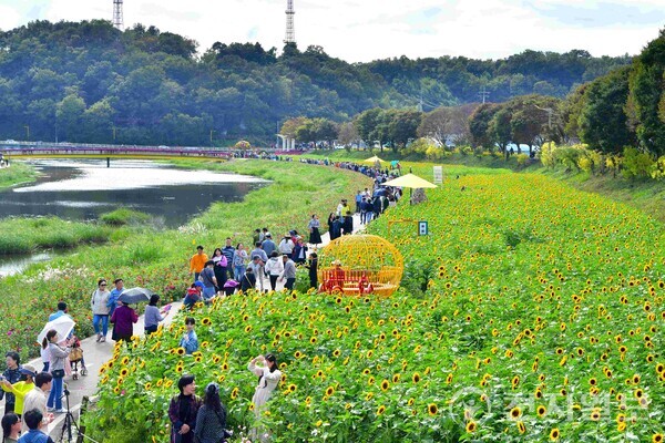장성군 황룡강 가을꽃축제를 찾은 탐방객들이 해바라기 정원을 산책하고 있다. (제공: 장성군) ⓒ천지일보 2023.10.23.