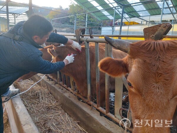 정선군 방역담당자가 관내의 한  한우 농가에서 소 럼피스킨병 백신을 소에게 접종하고 있다. (제공: 정선군청) ⓒ천지일보 2023.11.01.