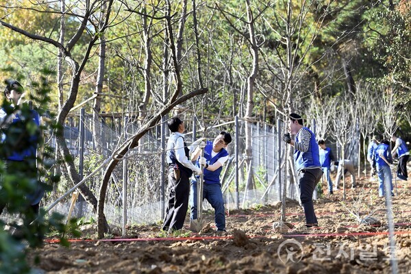 삼성생명 임직원들이 지난 2일 서울 은평구 둘레길에서 조경수를 심는 식목 봉사를 하고 있다. (제공: 삼성전자) ⓒ천지일보 2023.11.14.