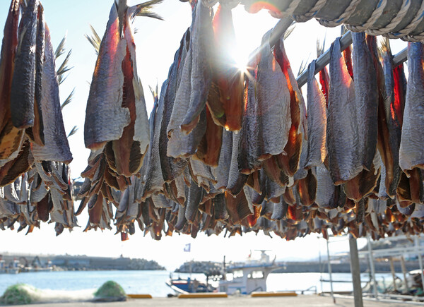 과메기 (출처: 게티이미지뱅크)