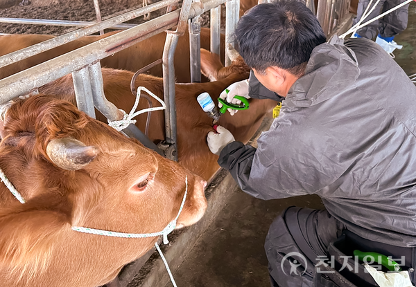 보성군 관계자가 관내 한우와 젖소에 대한 소 럼피스킨병 예방접종을 하고 있다. (제공: 보성군) ⓒ천지일보 2023.11.21.