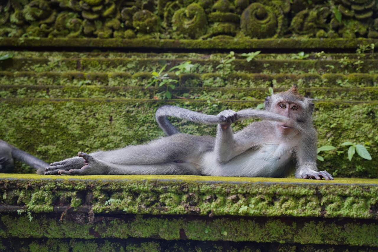 발리 우붓의 원숭이를 포착한 ‘열대 우림의 훈남’.  (출처: 코미디 야생동물 사진 어워드, Comedy Wildlife Photography Awards, Delphine Casimir)