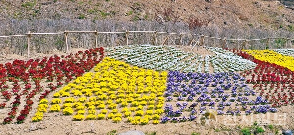 진도군이 ‘꽃피는 365 진도 만들기 사업’을 통해 심은 꽃들이 도로 주변에 피어있다. (제공: 진도군) ⓒ천지일보 2023.12.04.