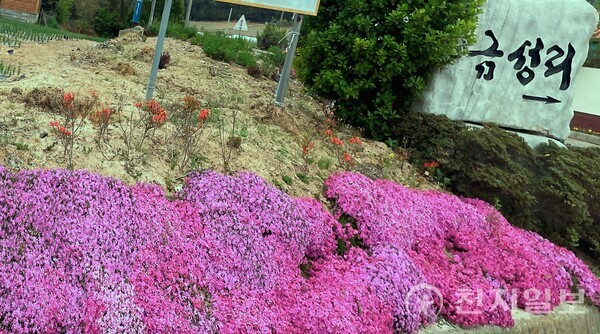 진도군이 ‘꽃피는 365 진도 만들기 사업’을 통해 심은 꽃들이 도로 주변에 피어있다. (제공: 진도군) ⓒ천지일보 2023.12.04.