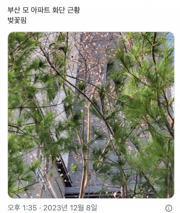 (출처: X캡처)