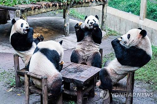 지난 2일 중국 남서부 충칭시의 한 동물원에서 판다들이 식사를 하고 있는 모습. (출처: 연합뉴스)