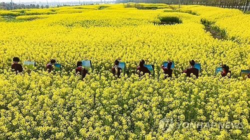 중국 동부 장쑤성 난퉁시 하이안에 지난 3월 28일 유채꽃이 활짝 핀 가운데 학생들이 그림을 그리는 모습. (출처: 연합뉴스)