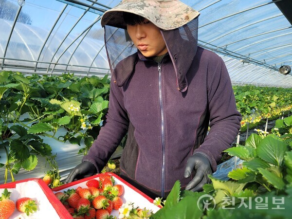 전남 순천의 청년 농가에서 딸기를 재배하고 있는 모습. (제공: 전남도) ⓒ천지일보 2024.01.09.