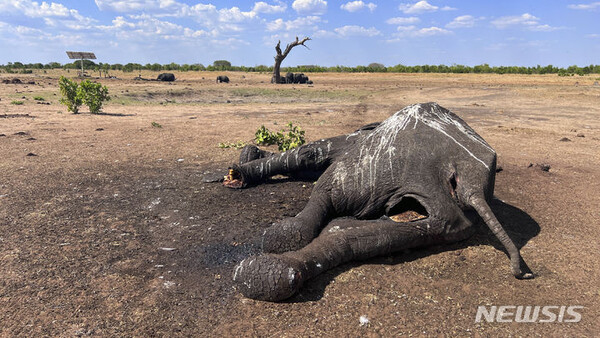 [하라레=AP/뉴시스] 국제동물복지기금(IFWA)은 최근 몇 주간 이어진 가뭄으로 짐바브웨 서부 황게 국립공원에서 코끼리 100여 마리가 죽었다고 19일(현지시각) 밝혔다. IFAW는 기후변화와 엘니뇨의 영향으로 건기가 평년보다 길어지면서 코끼리들이 떼죽음을 당했으며 썩어가는 이들의 사체는 기후변화의 무서운 징조라고 경고했다. 사진은 지난 5일 황게 국립공원의 메마른 물웅덩이에 죽어 있는 코끼리 사체. 2023.12.20.