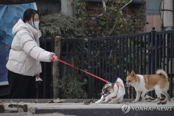 중국 베이징에서 반려견 산책 시키는 시민 (출처: 연합뉴스)
