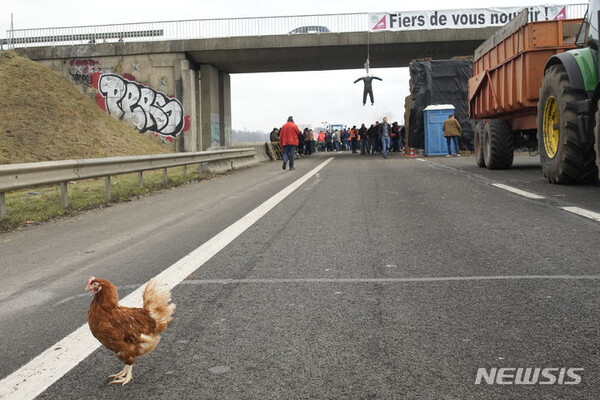 [조시니=AP/뉴시스] 30일(현지시각) 프랑스 파리 동쪽 조시니에서 농민들이 고속도로를 막고 시위를 벌이는 동안 닭 한 마리가 도로를 어슬렁거리고 있다. 정부의 농업 정책에 반대하며 2주째 시위를 이어가는 프랑스 농민들이 파리 외곽을 트랙터로 포위하고 시위 강도를 높이고 있다. 프랑스 정부는 문제가 됐던 농업용 경유 과세 조치를 철회하는 등의 조치에 나섰지만, 성난 농민 시위는 가라앉지 않고 있다.