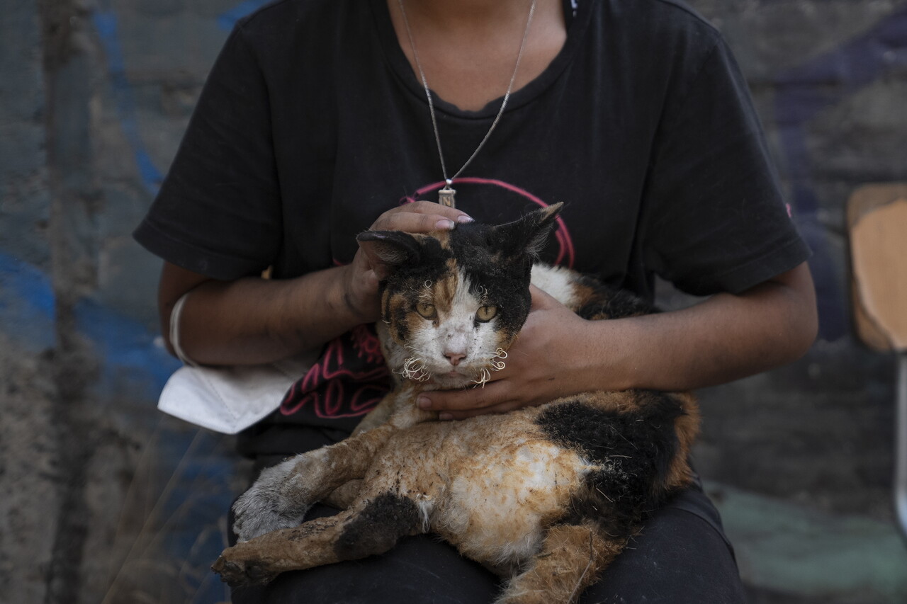 3일 비나 델 마르의 엘 살토에서 한 소녀가 큰 화재로 피해를 입은 동네 고양이를 도와주고 있다. (출처: 연합뉴스)
