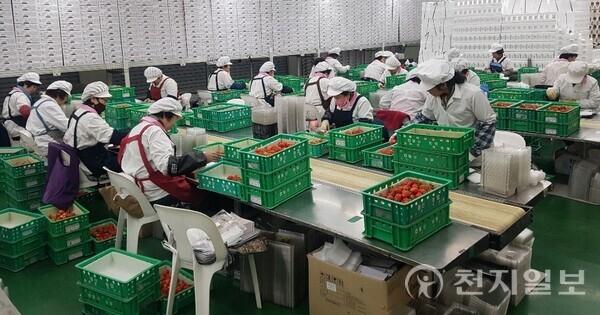 식지 않는 한류의 열기로 한국 음식에 대한 관심도 높아지는 가운데 담양 딸기가 베트남에 진출했다. 사진은 딸기 선별 작업 모습. (제공: 담양군청) ⓒ천지일보 2024.02.06.