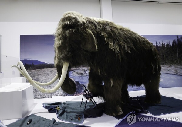 2023년 10월 23일(현지시간) 미국 뉴욕 미국자연사박물관(AMNH)에 전시된 털매머드 모형.  (출처: UPI 연합뉴스)