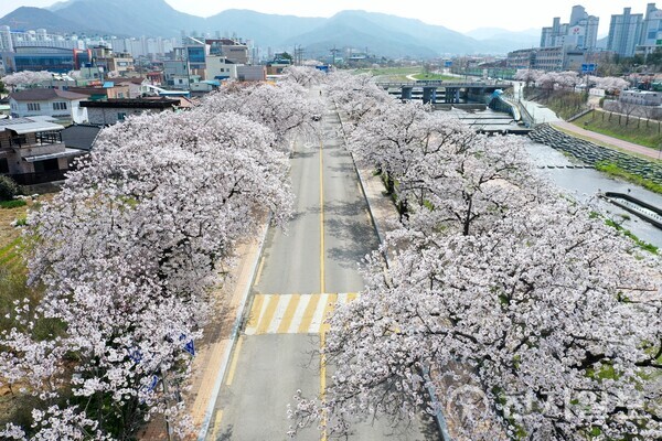 정읍시 벚꽃축제 오는 28일 개막. (제공: 정읍시청) ⓒ천지일보 2024.03.18.