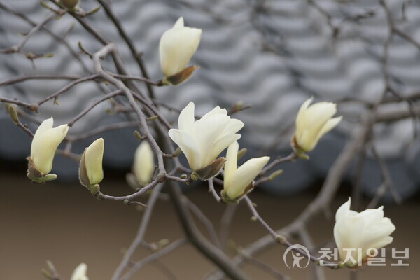  광주 서구 광주시교육청 주변 골목 하얀 목련 나무 가지에 꽃망울이 맺혀 서서히 피어나고 있다. ⓒ천지일보 DB
