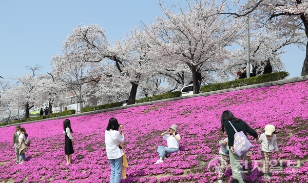 2024 정읍 벚꽃축제가 오는 28일부터 4월 1일까지 정읍천변 어린이축구장 일원에서 펼쳐진다. (제공: 정읍시청) ⓒ천지일보 2024.03.21.