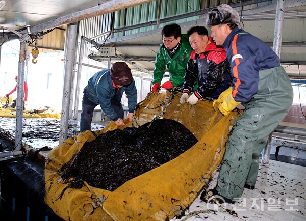 전남 장흥군이 해양수산부의 ‘2024년 제2차 김산업진흥구역 지정 공모사업’에 선정됐다고 22일 밝혔다. 사진은 무산김 수확 모습. (제공: 장흥군청) ⓒ천지일보 2024.03.22.