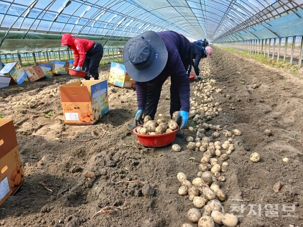 부안군 한 농가 시설하우스에서 부안노을감자을 수확하고 있다. (제공: 부안군청) ⓒ천지일보 2024.03.24.