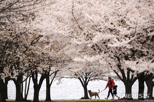 28일(현지시간) 흐린 오후 미국 메릴랜드주 볼티모어의 포트 맥헨리에서 주민들이 벚꽃 나무 아래로 강아지를 산책시키고 있다. (출처: 뉴시스)