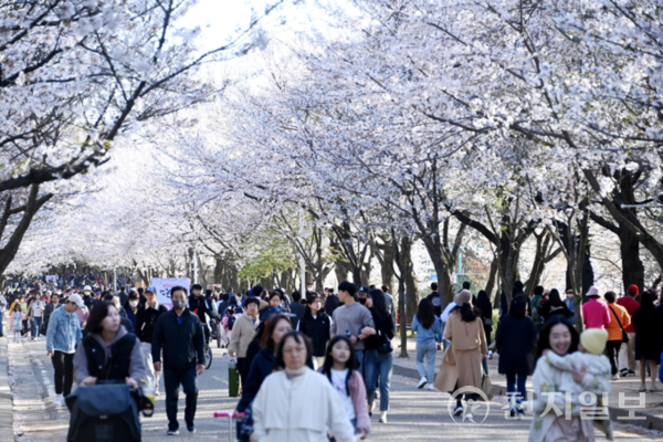 인천대공원의 1.95㎞에 걸쳐 펼쳐진 벚꽃 터널. 인천 벚꽃 개화시기는 다른 지역 보다  조금 늦은 편으로 이번 축제시기에 맞춰 꽃을 볼 것으로 전망하고 있다. ⓒ천지일보 2024.03.29.