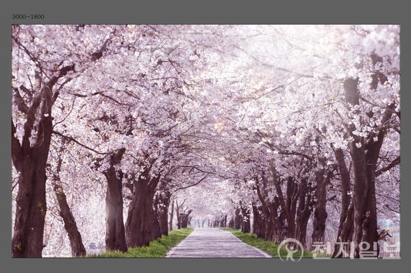 충남 아산시 아산온천의 벚꽃 조형물 포토존. (제공: 아산시) ⓒ천지일보 2024.03.29.