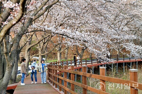 지난달 30일 보성군립백민미술관 광장에서 열린 ‘제11회 보성벚꽃축제’를 찾은 관광객이 데크길에서 왕벚나무 터널을 배경으로 사진을 찍고 있다. (제공: 보성군청) ⓒ천지일보 2024.04.01.
