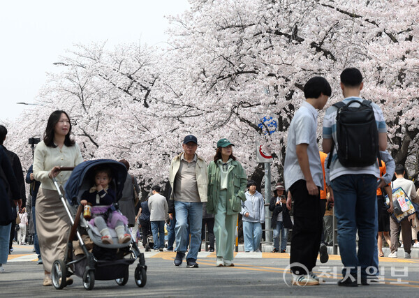 [천지일보=남승우 기자] 포근한 봄 날씨를 보인 6일 서울 영등포구 여의도 윤중로벚꽃길을 찾은 상춘객들이 벚꽃길을 걸으며 봄 정취를 만끽하고 있다. ⓒ천지일보 2024.04.06.