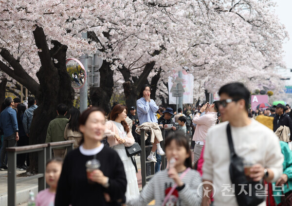 [천지일보=남승우 기자] 포근한 봄 날씨를 보인 6일 서울 영등포구 여의도 윤중로벚꽃길을 찾은 상춘객들이 봄 정취를 만끽하고 있다. ⓒ천지일보 2024.04.06.