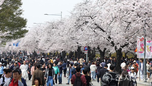 [천지일보=남승우 기자] 포근한 봄 날씨를 보인 6일 서울 영등포구 여의도 윤중로벚꽃길을 찾은 상춘객들이 벚꽃길을 걸으며 봄 정취를 만끽하고 있다. ⓒ천지일보 2024.04.06.