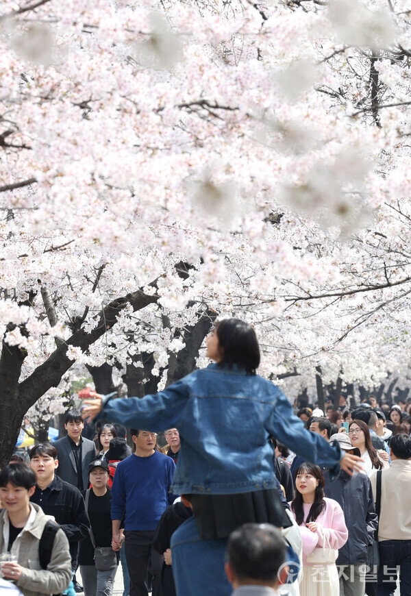 [천지일보=남승우 기자] 포근한 봄 날씨를 보인 6일 서울 영등포구 여의도 벚꽃길을 찾은 상춘객들이 봄 정취를 만끽하고 있다. ⓒ천지일보 2024.04.06.