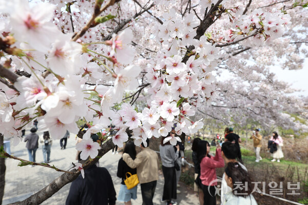 [천지일보=남승우 기자] 포근한 봄 날씨를 보인 6일 서울 영등포구 여의도 벚꽃길을 찾은 상춘객들이 봄 정취를 만끽하고 있다. ⓒ천지일보 2024.04.06.