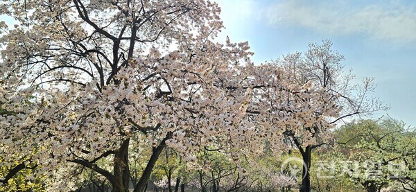 낙선재에 활짝 핀 오얏나무 꽃 (제공: 문화재청) ⓒ천지일보 2024.04.11.