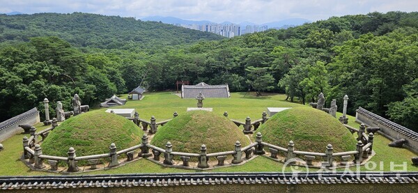 경릉의 봉분은 조선왕릉 유일한 삼연릉이다. 순조의 손자인 헌종성황제와 정비 효현성왕후, 계비 효정성왕후의 봉분 3기가 나란히 조성돼 있다. (제공: 이의준 왕릉답사가) ⓒ천지일보 2024.07.17.