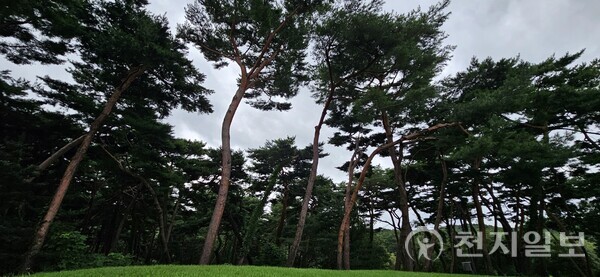 왕릉주변에는 장수와 지조를 상징하고 액운을 막는다는 소나무를 주변에 심었다. 또한 노란 소나무인 황장목으로 관을 짜기도 했다. (제공: 이의준 왕릉답사가) ⓒ천지일보 2024.08.13.