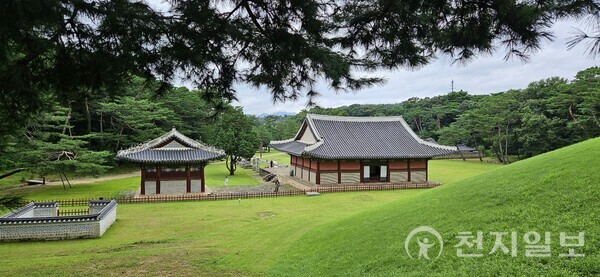 왕릉주변에는 장수와 지조를 상징하고 액운을 막는다는 소나무를 주변에 심었다. 또한 노란 소나무인 황장목으로 관을 짜기도 했다. (제공: 이의준 왕릉답사가)ⓒ천지일보 2024.08.13.