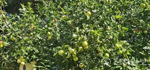 [천지일보 경기=이성애 기자] 평화연수원 안 대추나무. ⓒ천지일보 2024.09.26.