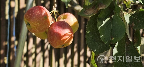 [천지일보 경기=이성애 기자] 평화연수원 내 사과가 햇살을 받아 빨갛게 익어 가고 있다. ⓒ천지일보 2024.09.26.. 