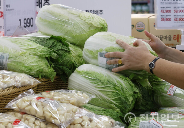 [천지일보=남승우 기자] 본격적인 김장철을 앞두고 배추 가격이 급등한 가운데 19일 서울의 한 대형마트에서 한 시민이 배추를 고르고 있다. ⓒ천지일보 2023.10.19.