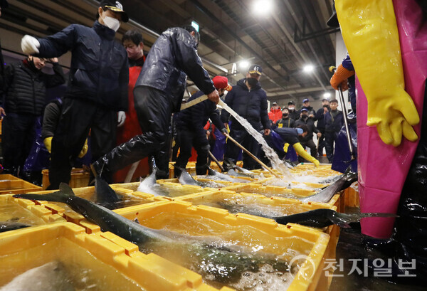 [천지일보=남승우 기자] 서울 동작구 노량진수산시장 경매장에서 해산물의 신선도를 유지하기 위해 물을 공급하고 있는 모습. ⓒ천지일보 2025.01.01.