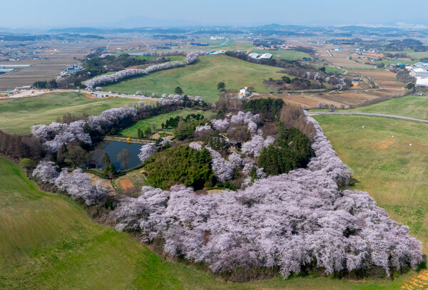 Seosan Ranch and Cherry Blossom Pathⓒ천지일보 2025.01.17.
