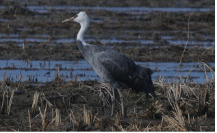 흑두루미. (제공: 국립생태원 멸종위기종복원센터) ⓒ천지일보 2025.02.02.