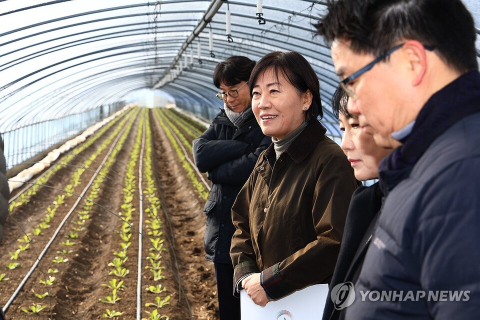 송미령 농림축산식품부 장관이 6일 충남 예산군에 위치한 시설봄배추 재배현장을 찾아 생육상황을 점검하고 있다. (출처: 연합뉴스)